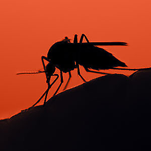 Malaria prevention thumb 3